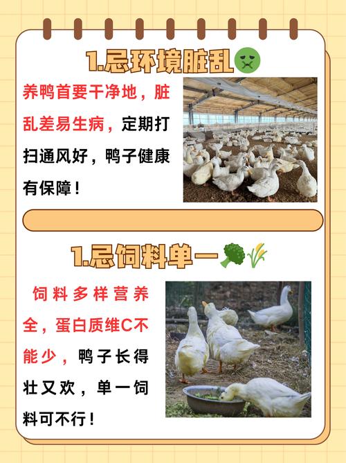 鸭饲料养鸭人吃多鸭有什么-第1张图片-宁夏农业信息网