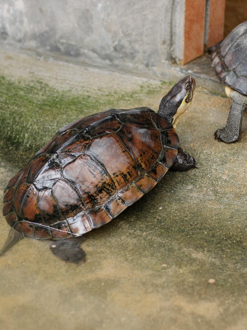 石龟的价格是多少-第2张图片-宁夏农业信息网