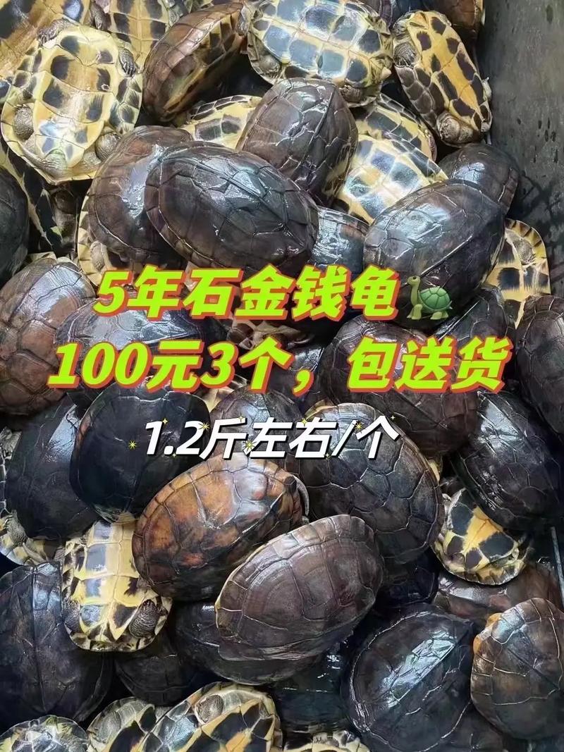 石龟的价格是多少-第3张图片-宁夏农业信息网
