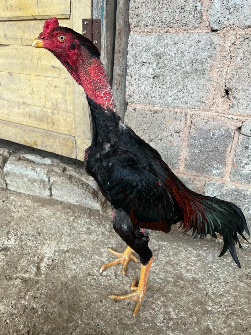 斗鸡小鸡的价格是多少-第3张图片-宁夏农业信息网