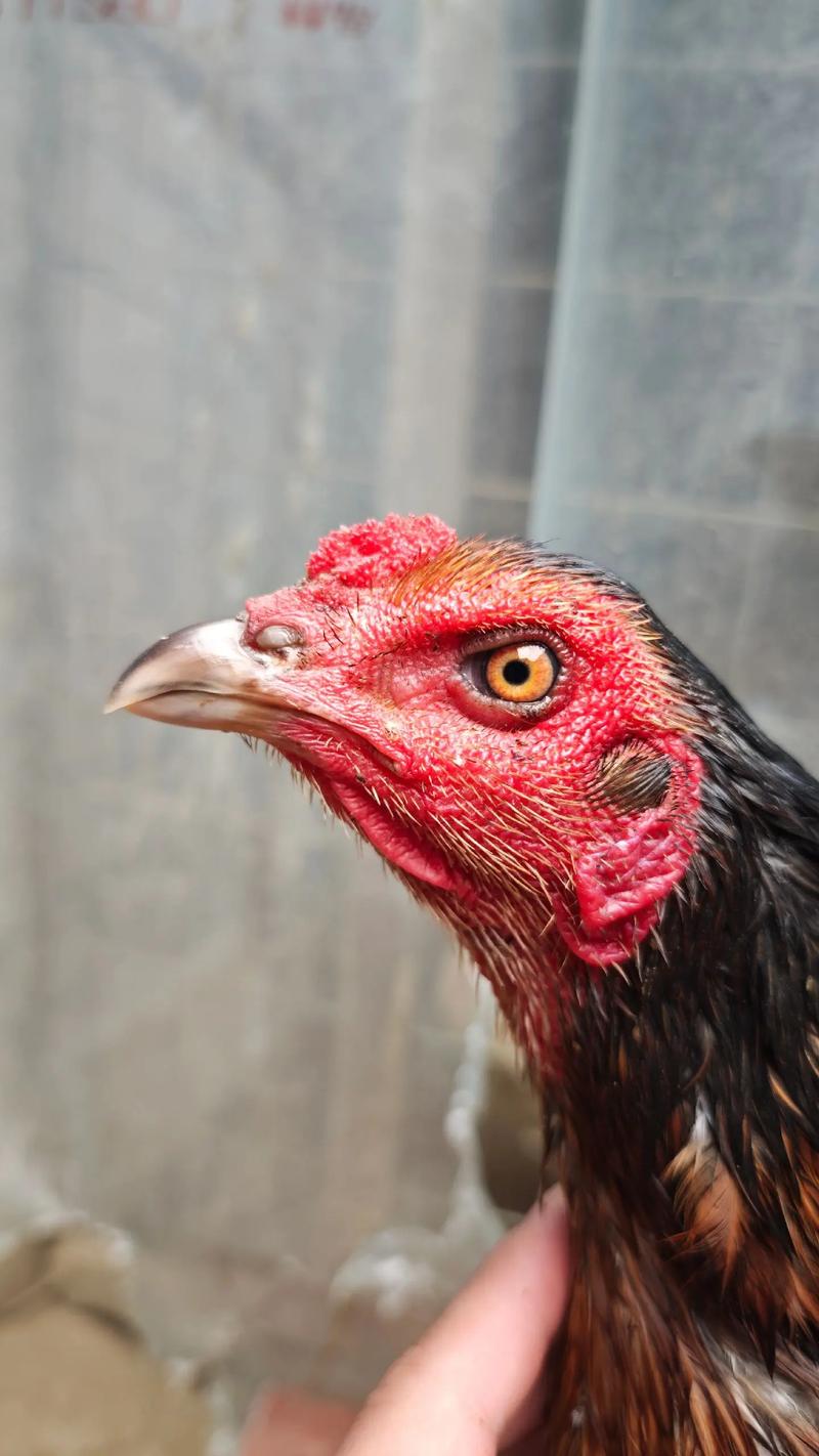 斗鸡小鸡的价格是多少-第1张图片-宁夏农业信息网