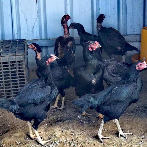 斗鸡小鸡的价格是多少-第2张图片-宁夏农业信息网