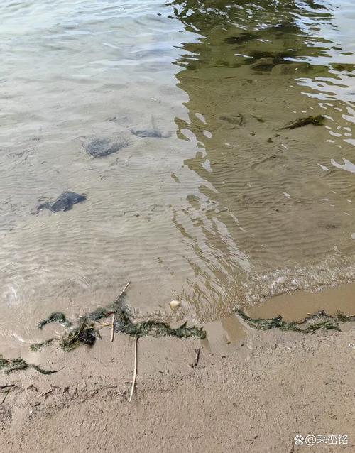 河面为什么不让养殖-第1张图片-宁夏农业信息网