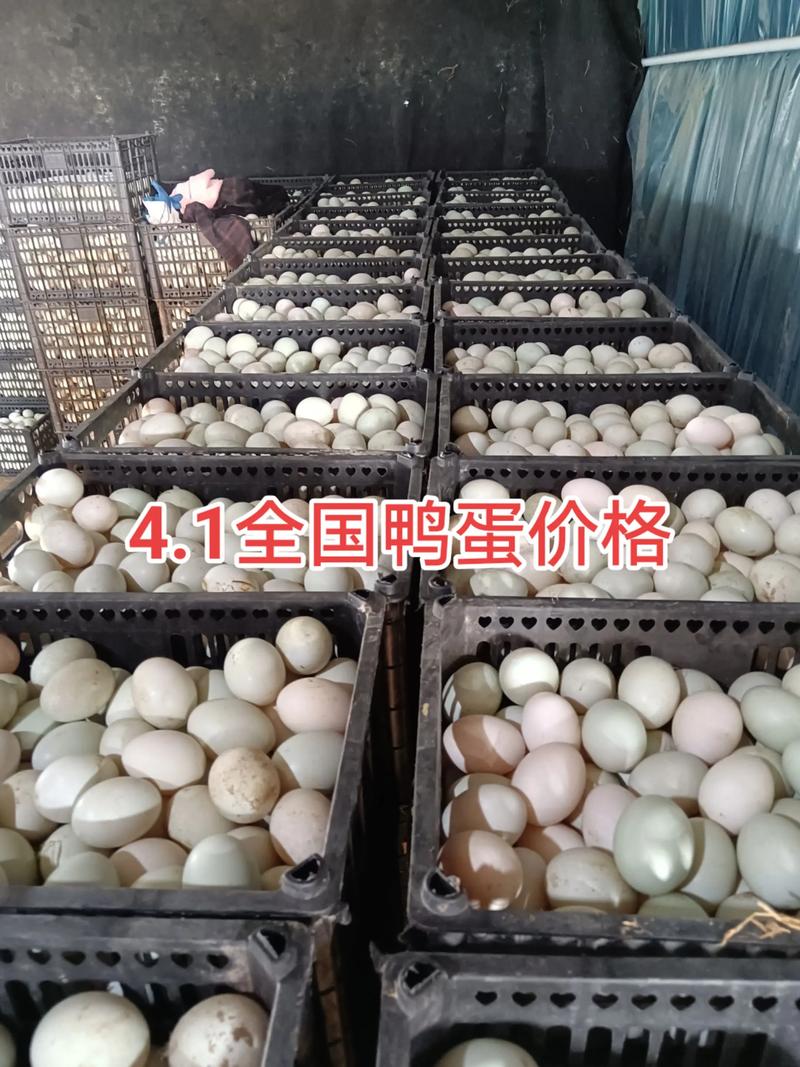 钦州今日鸭蛋价格是多少-第2张图片-宁夏农业信息网