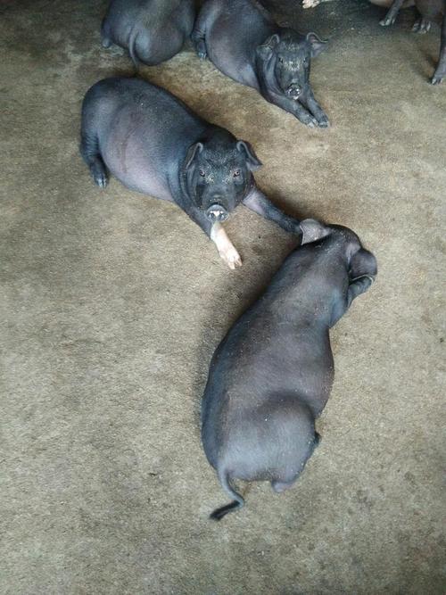 本地黑猪价格多少钱-第3张图片-宁夏农业信息网