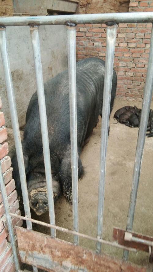 本地黑猪价格多少钱-第2张图片-宁夏农业信息网
