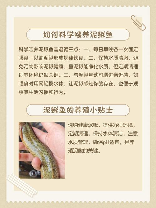 泥鳅吃饲料为什么长得快-第2张图片-宁夏农业信息网