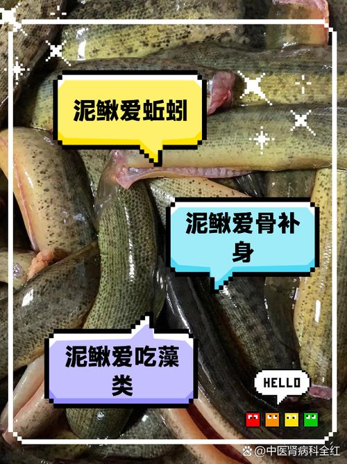 泥鳅吃饲料为什么长得快-第3张图片-宁夏农业信息网