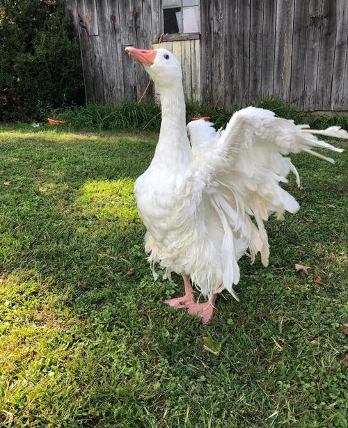 鹅的羽毛价格是多少-第3张图片-宁夏农业信息网