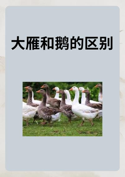 鹅的羽毛价格是多少-第2张图片-宁夏农业信息网