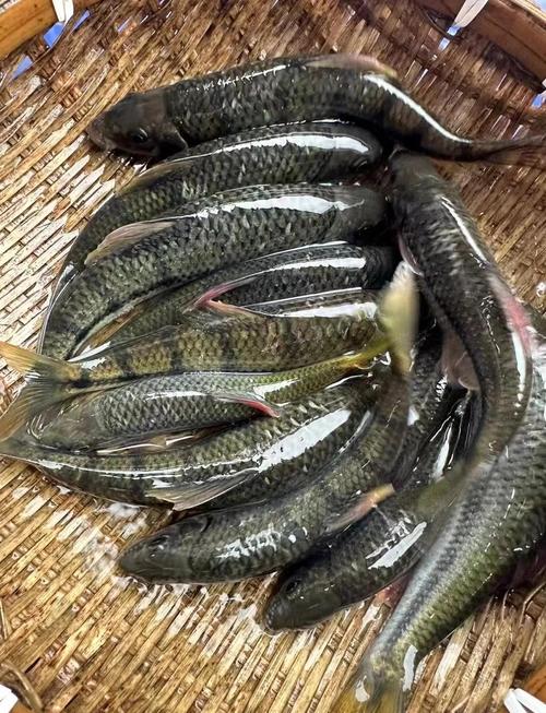 溪水石斑鱼喂什么饲料-第3张图片-宁夏农业信息网