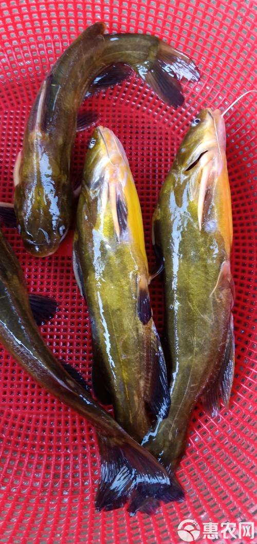 养殖黄蜂鱼用什么网-第3张图片-宁夏农业信息网