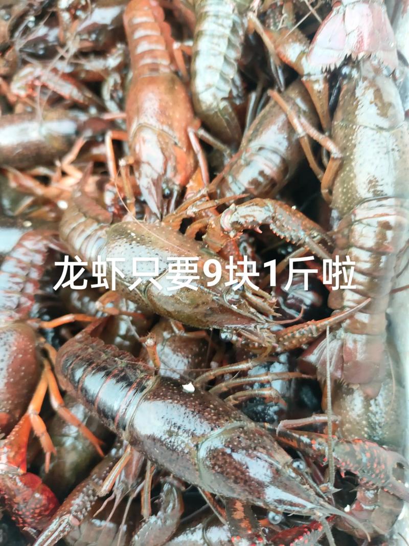 1公斤龙虾价格多少-第2张图片-宁夏农业信息网 1公斤龙虾价格多少-第2张图片-宁夏农业信息网