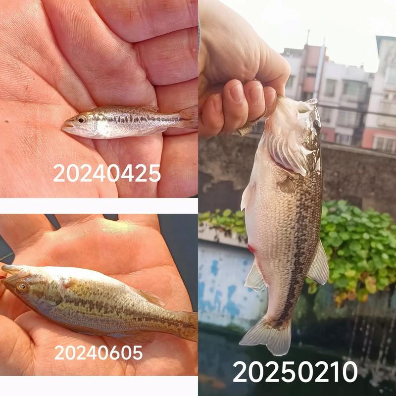 养殖鲈鱼需要什么技术-第3张图片-宁夏农业信息网 养殖鲈鱼需要什么技术-第3张图片-宁夏农业信息网