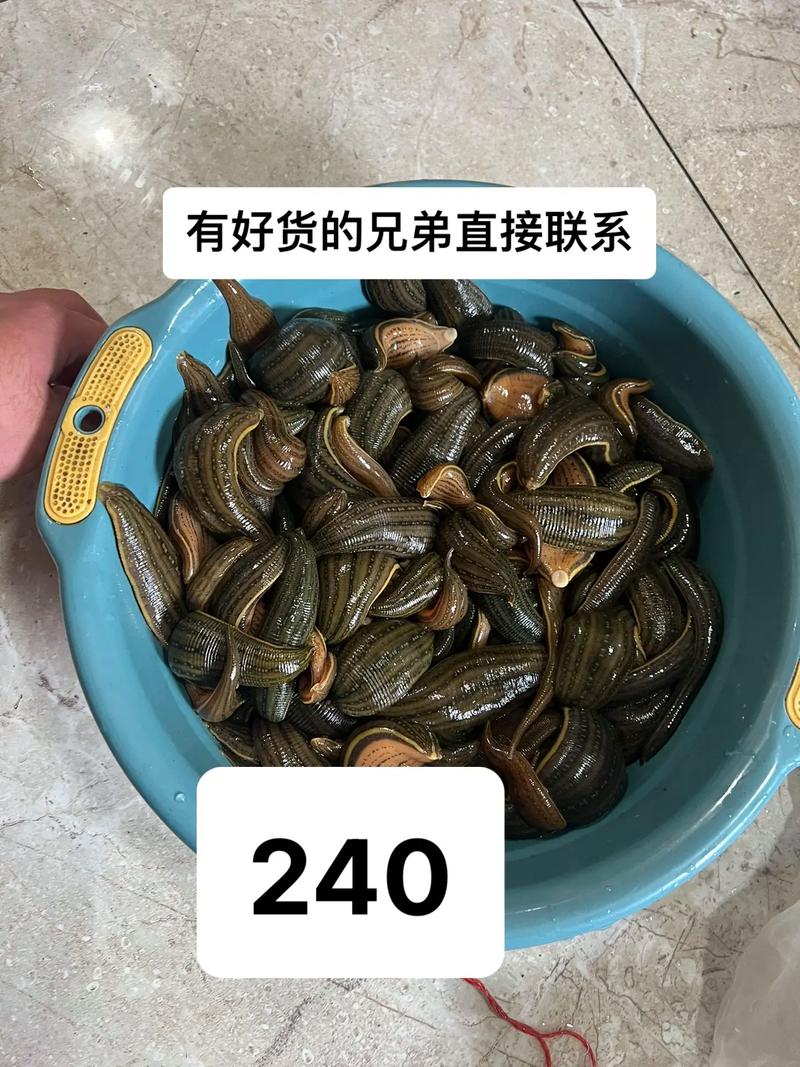 2017蚂蟥价格多少钱-第3张图片-宁夏农业信息网