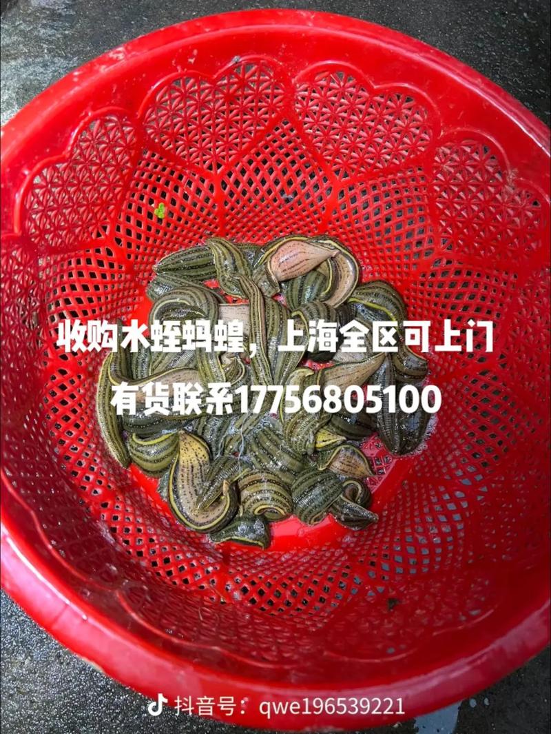 2017蚂蟥价格多少钱-第2张图片-宁夏农业信息网