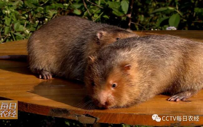 红颊竹鼠价格多少-第1张图片-宁夏农业信息网 红颊竹鼠价格多少-第1张图片-宁夏农业信息网