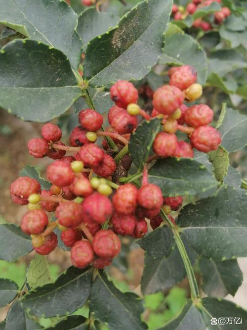 今年花椒价格多少钱-第2张图片-宁夏农业信息网