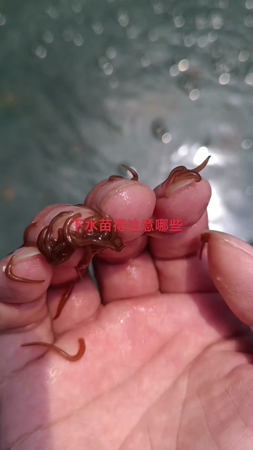 养殖蚂蝗用什么饲料-第2张图片-宁夏农业信息网