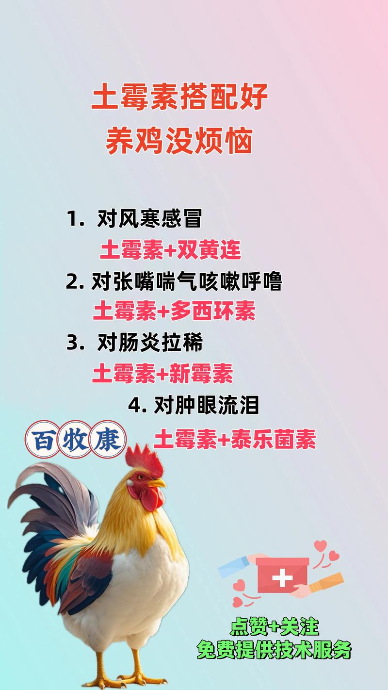 鸡换饲料注意什么-第2张图片-宁夏农业信息网