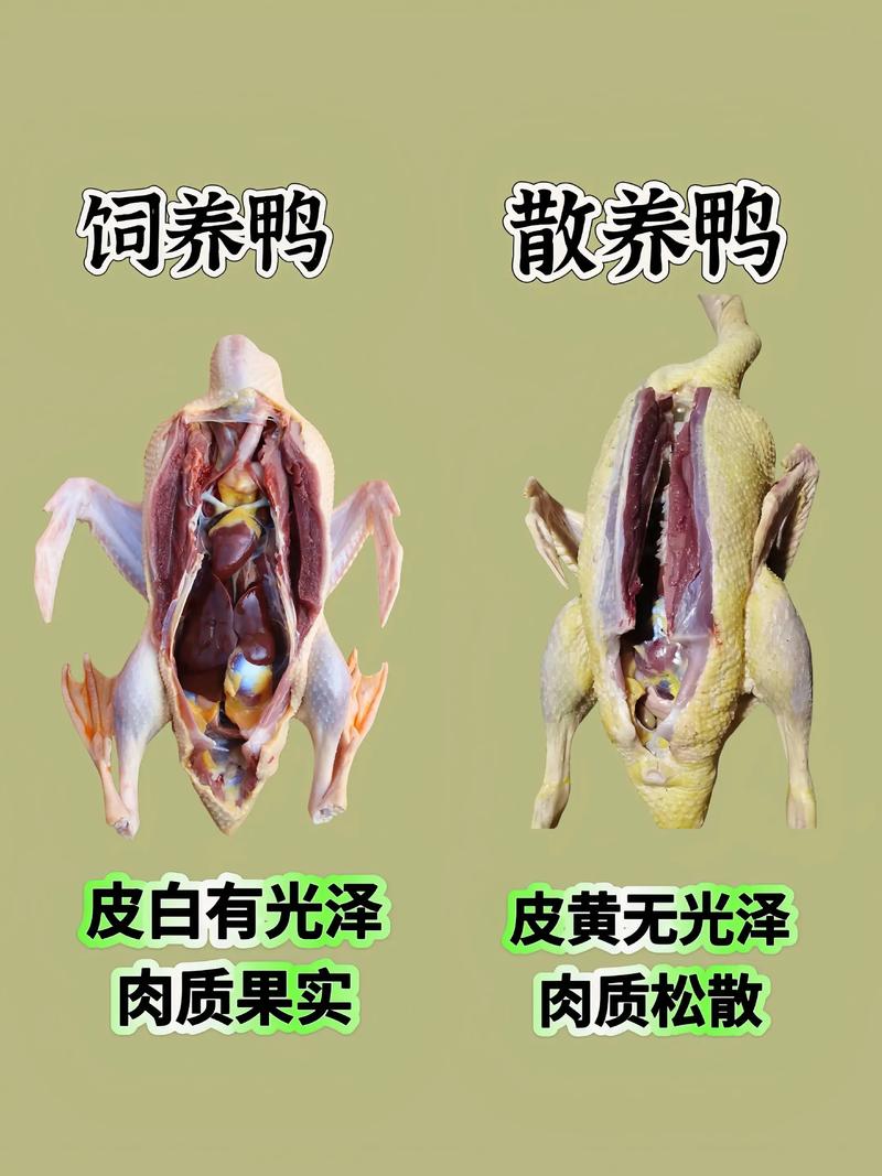 鸡换饲料注意什么-第3张图片-宁夏农业信息网