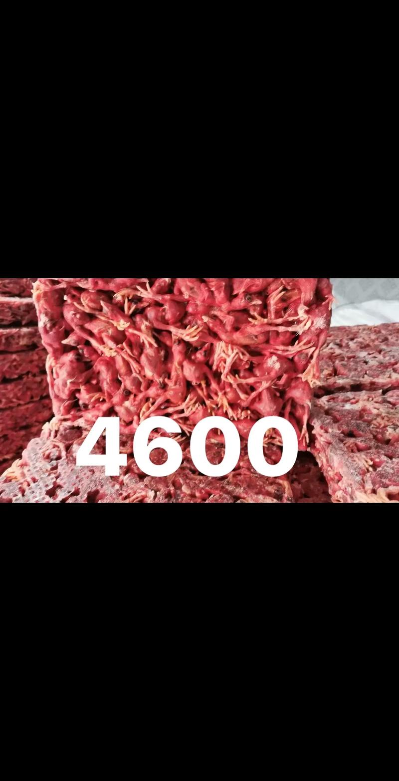 养蛇场需要什么饲料-第3张图片-宁夏农业信息网