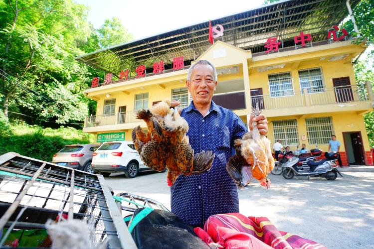 养野鸡用什么饲料-第3张图片-宁夏农业信息网