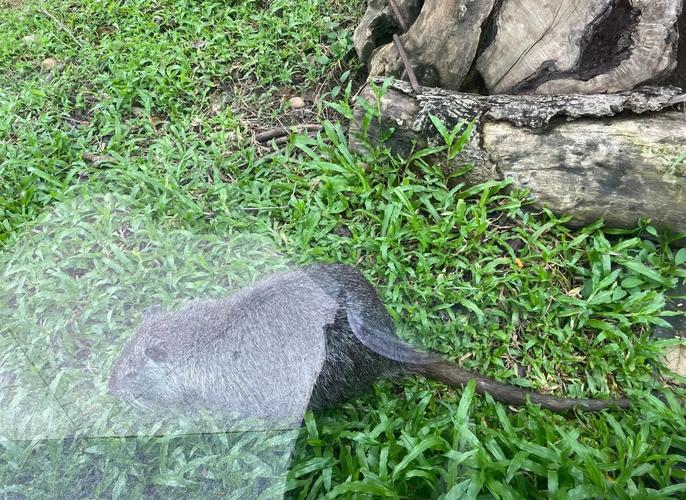 海狸鼠吃什么饲料生子快-第2张图片-宁夏农业信息网