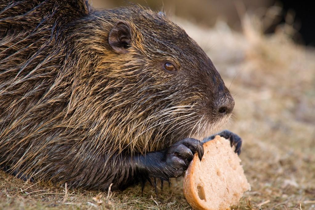 海狸鼠吃什么饲料生子快-第3张图片-宁夏农业信息网