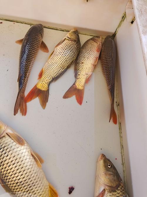 河南境内适宜养殖什么鱼-第2张图片-宁夏农业信息网