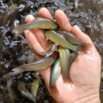 河南境内适宜养殖什么鱼-第3张图片-宁夏农业信息网