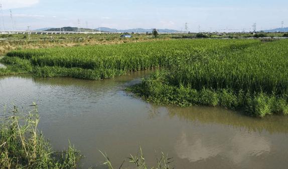 小龙虾养殖需要什么菌藻-第1张图片-宁夏农业信息网