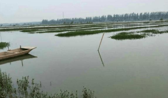 小龙虾养殖需要什么菌藻-第2张图片-宁夏农业信息网