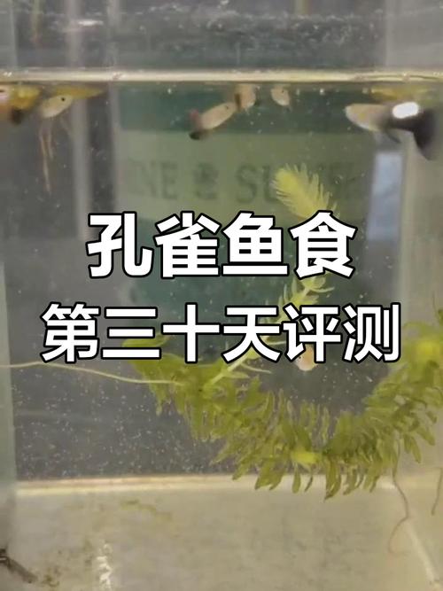 成年孔雀吃什么饲料-第3张图片-宁夏农业信息网