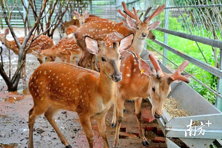 人工鹿价格多少钱-第3张图片-宁夏农业信息网