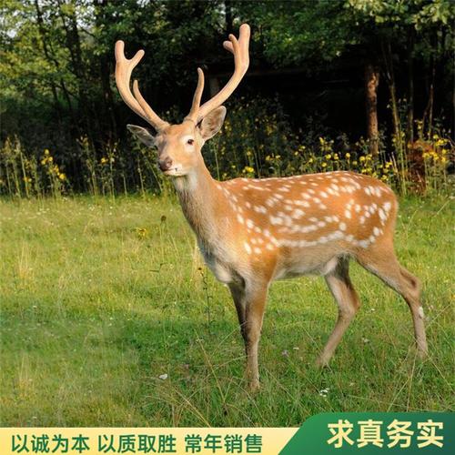 人工鹿价格多少钱-第2张图片-宁夏农业信息网