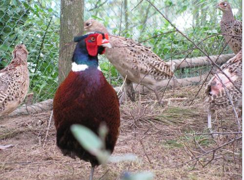 野鸡怎么养喂什么饲料-第3张图片-宁夏农业信息网 野鸡怎么养喂什么饲料-第3张图片-宁夏农业信息网