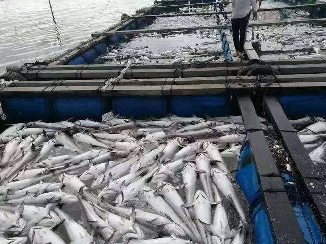 转让养殖鱼排什么价格-第2张图片-宁夏农业信息网