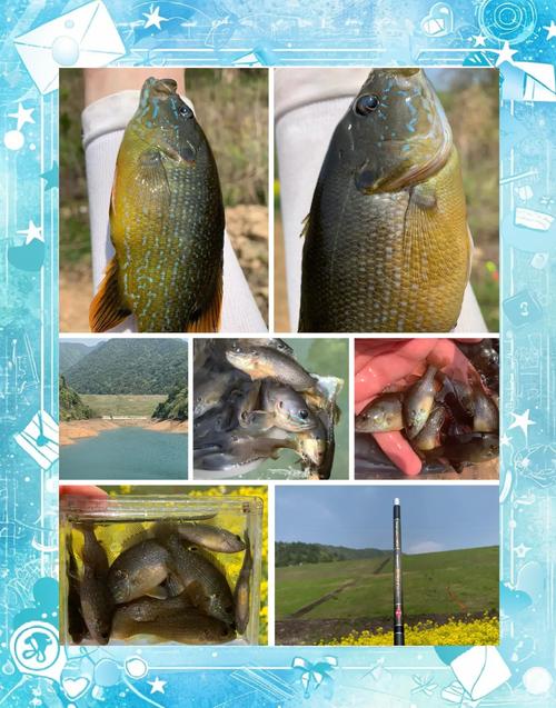 钓太阳鱼用什么饲料-第2张图片-宁夏农业信息网