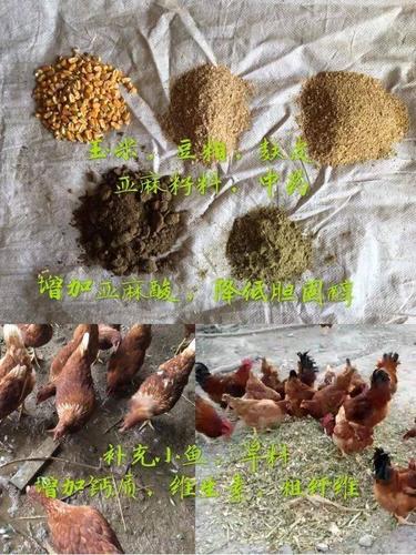 养野鸡喂什么饲料-第2张图片-宁夏农业信息网 养野鸡喂什么饲料-第2张图片-宁夏农业信息网