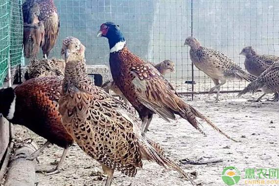 养野鸡喂什么饲料-第3张图片-宁夏农业信息网 养野鸡喂什么饲料-第3张图片-宁夏农业信息网