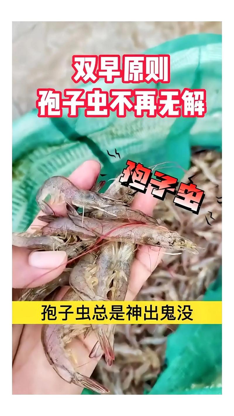 大棚养殖对虾易发什么病-第3张图片-宁夏农业信息网 大棚养殖对虾易发什么病-第3张图片-宁夏农业信息网