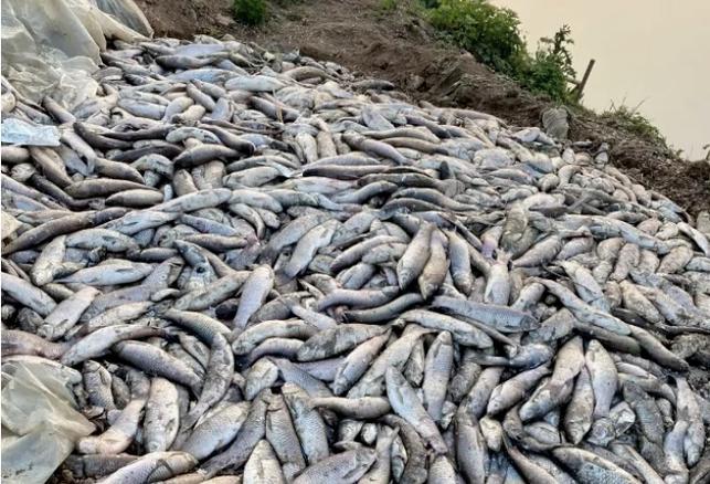 水产养殖为什么会有镉-第2张图片-宁夏农业信息网 水产养殖为什么会有镉-第2张图片-宁夏农业信息网