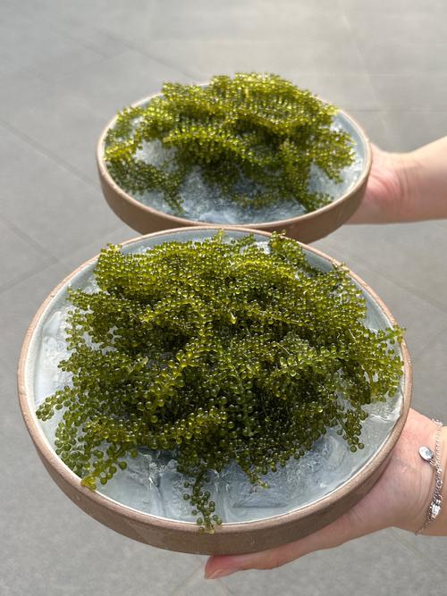 养殖用什么藻-第3张图片-宁夏农业信息网