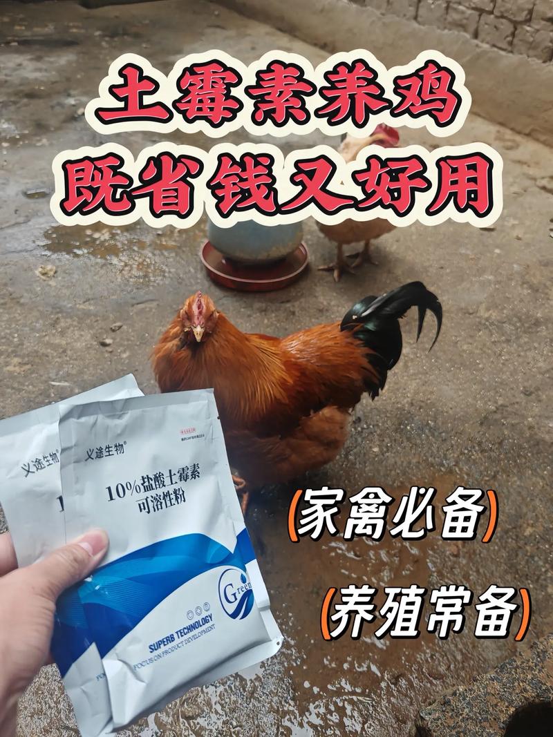 养土鸡用什么饲料好-第3张图片-宁夏农业信息网