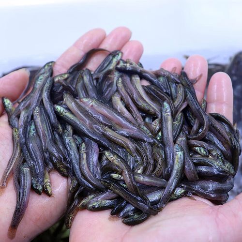 养泥鳅鱼喂什么饲料-第2张图片-宁夏农业信息网