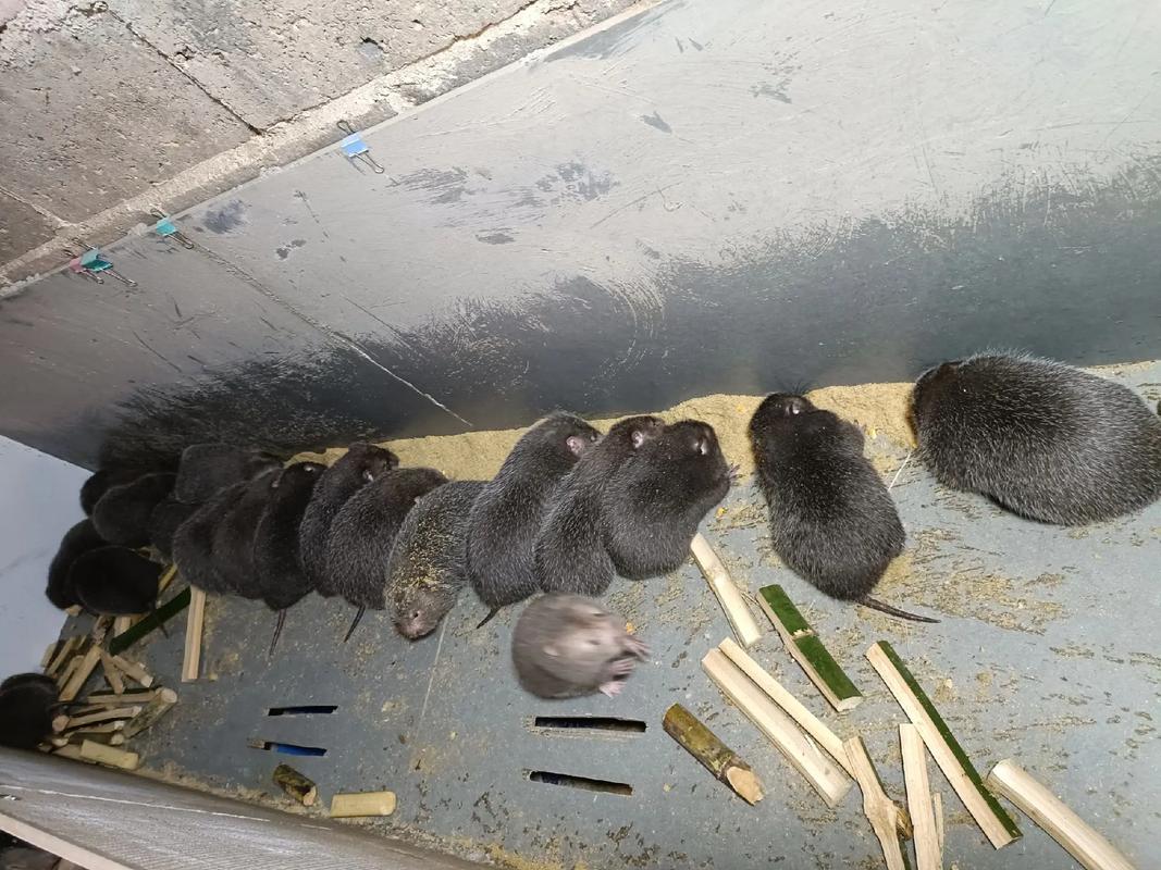 养殖竹鼠用什么饲料-第2张图片-宁夏农业信息网