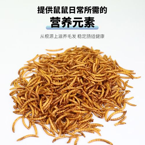 黄粉虫可做为什么饲料-第2张图片-宁夏农业信息网