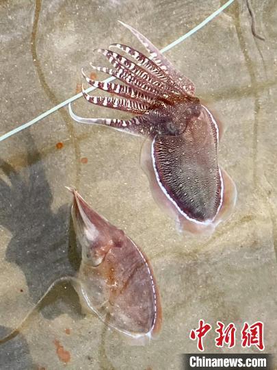 虎斑乌贼苗价格多少-第2张图片-宁夏农业信息网