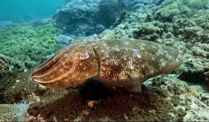 虎斑乌贼苗价格多少-第1张图片-宁夏农业信息网